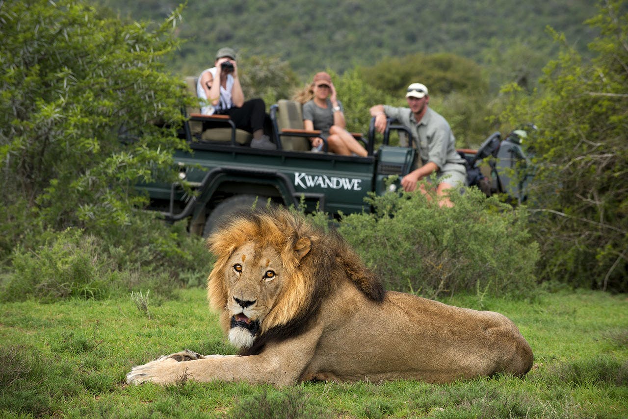 eastern cape safari