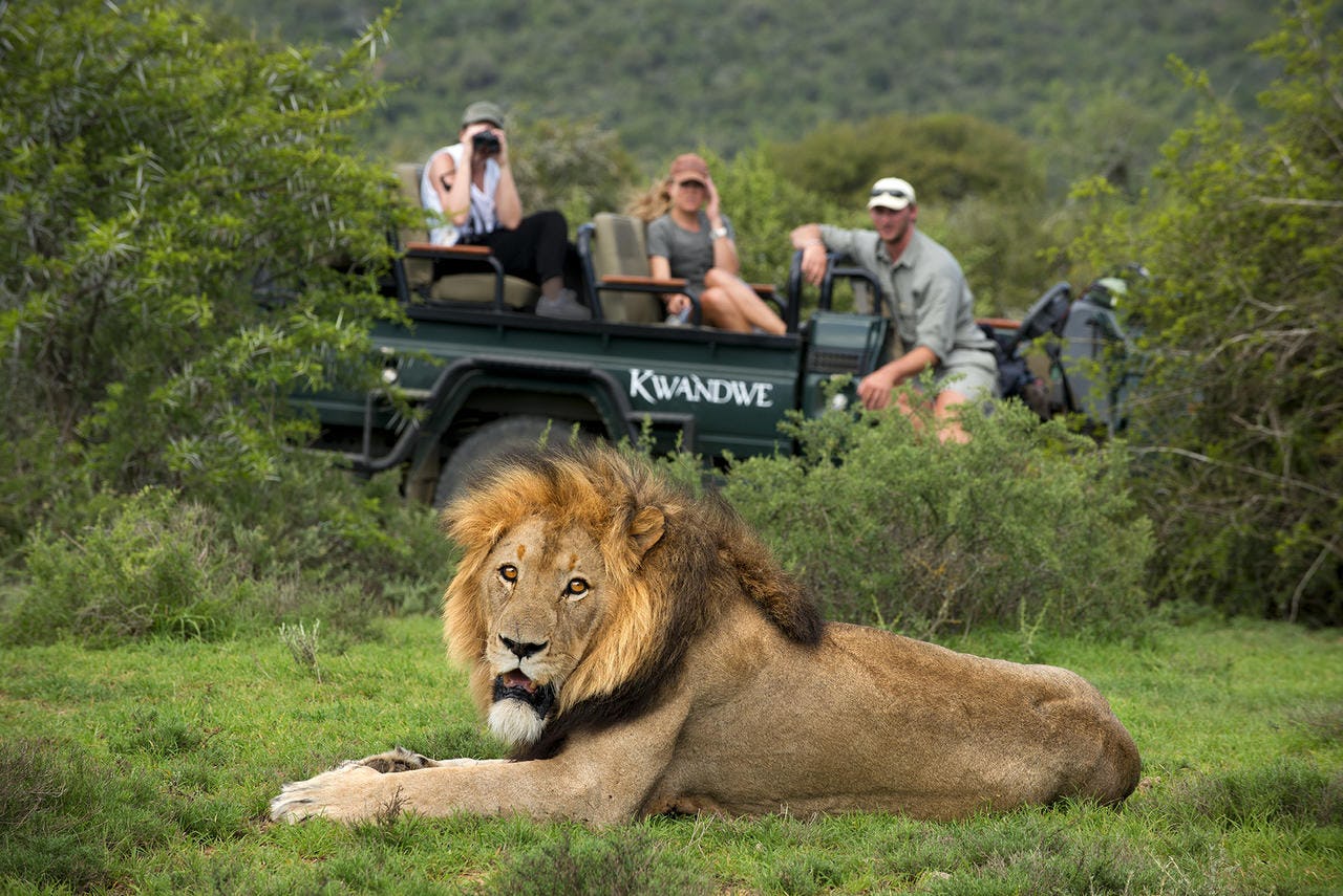 Safari. The best way to see the sites