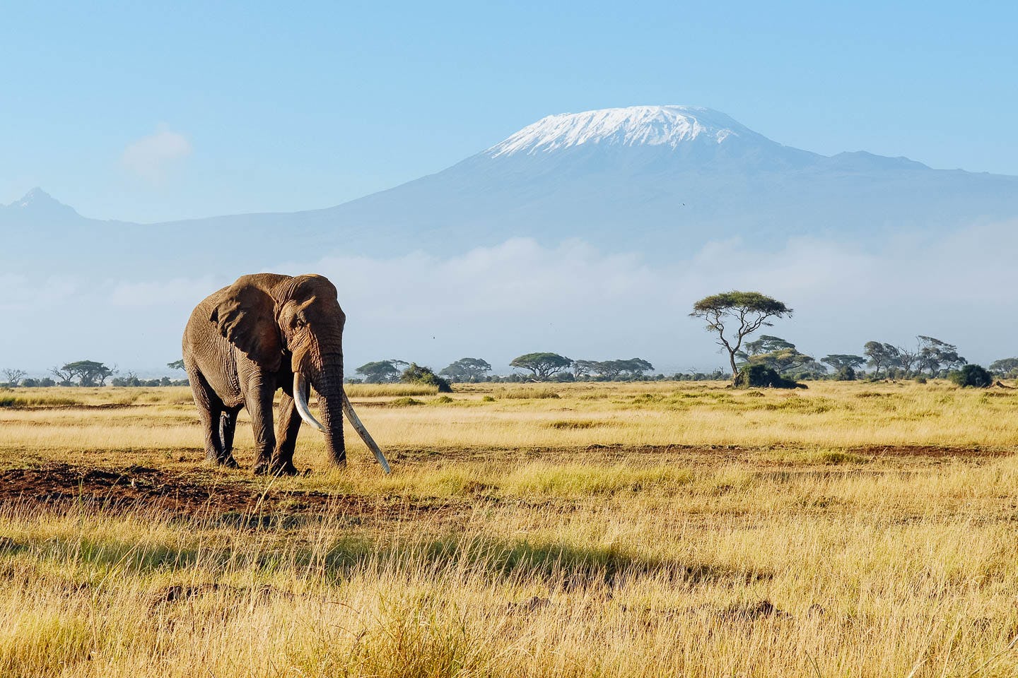 Национальный Серенгети Килиманджаро в Африке фото