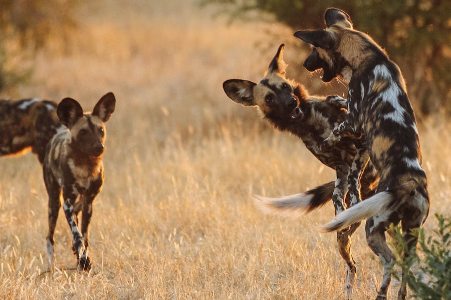 Wild dogs playing in Ruaha
