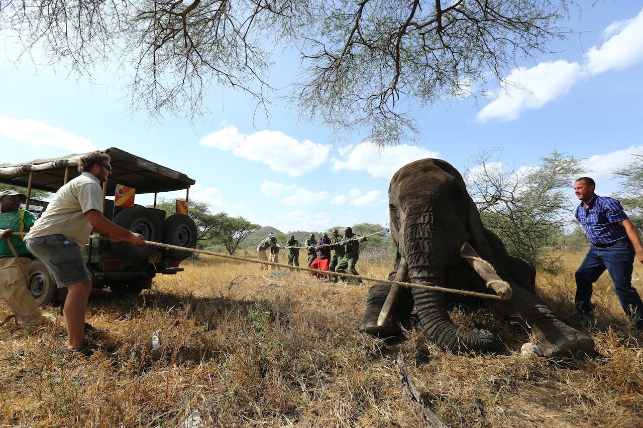 Safari guests witness elephant rescue