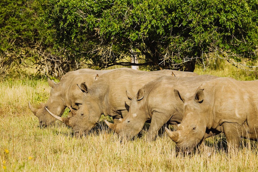 RRSL-rhinos-reduced walking safaris