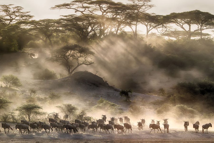 best time to see great migration