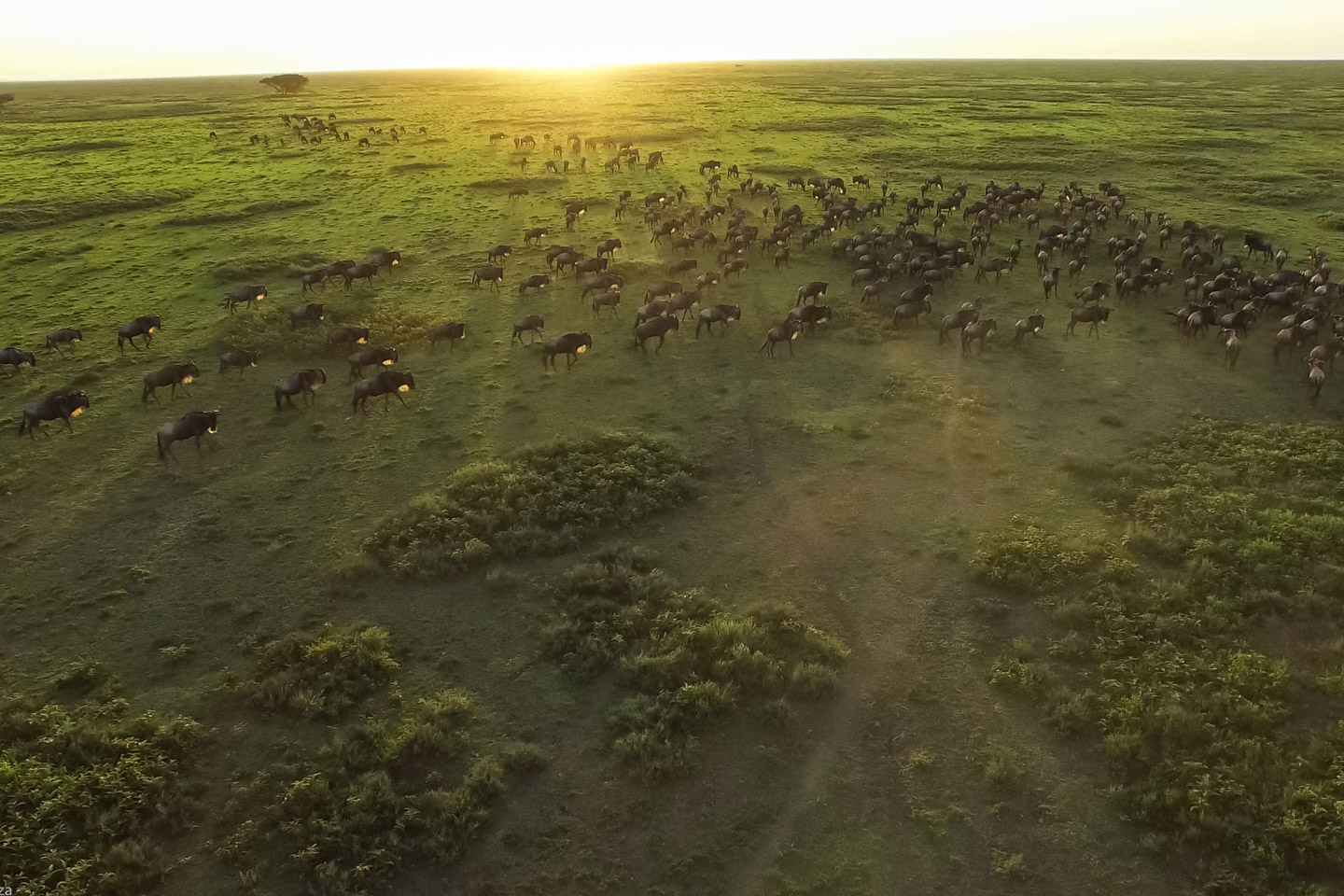 The True Story Of The Great Wildebeest Migration   Great Migration Wildebeest During Sunrise 1 