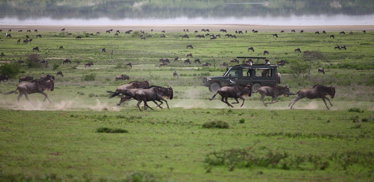 wildebeest migration