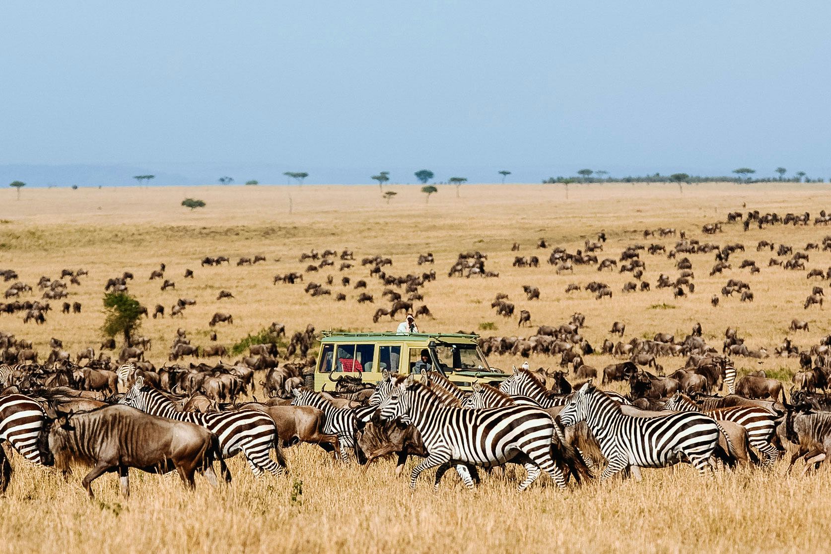 Great migration in the Serengeti