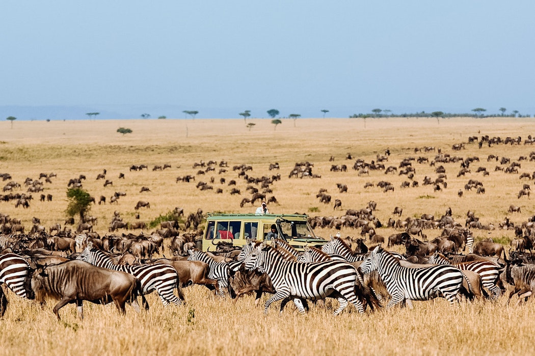 Great migration in the Serengeti