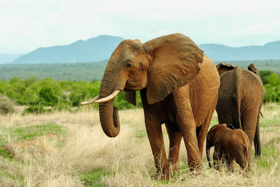 elephants-ruaha-tanzania-timbuktu-travel
