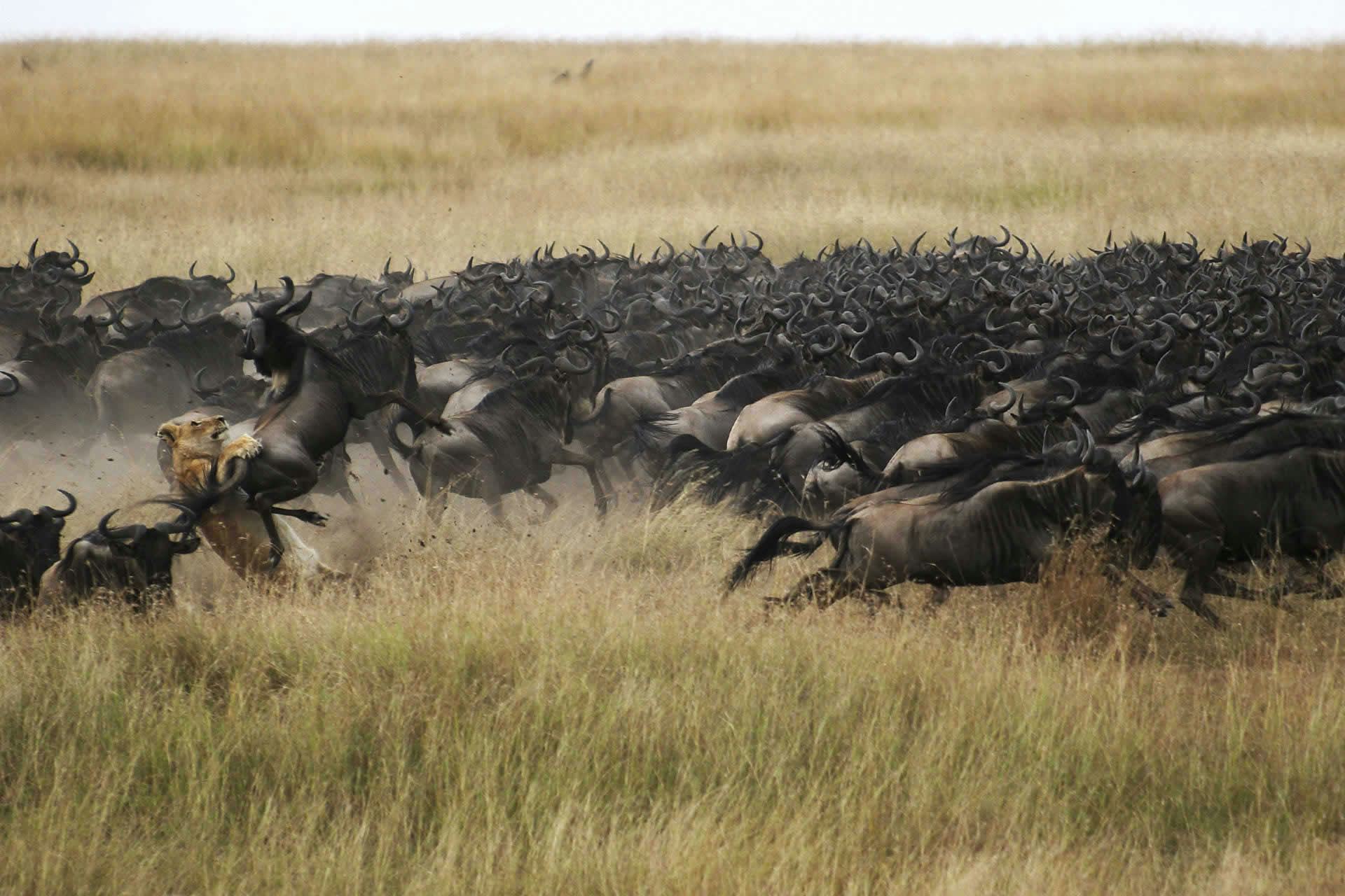best time to visit Kenya - migration wildebeest 