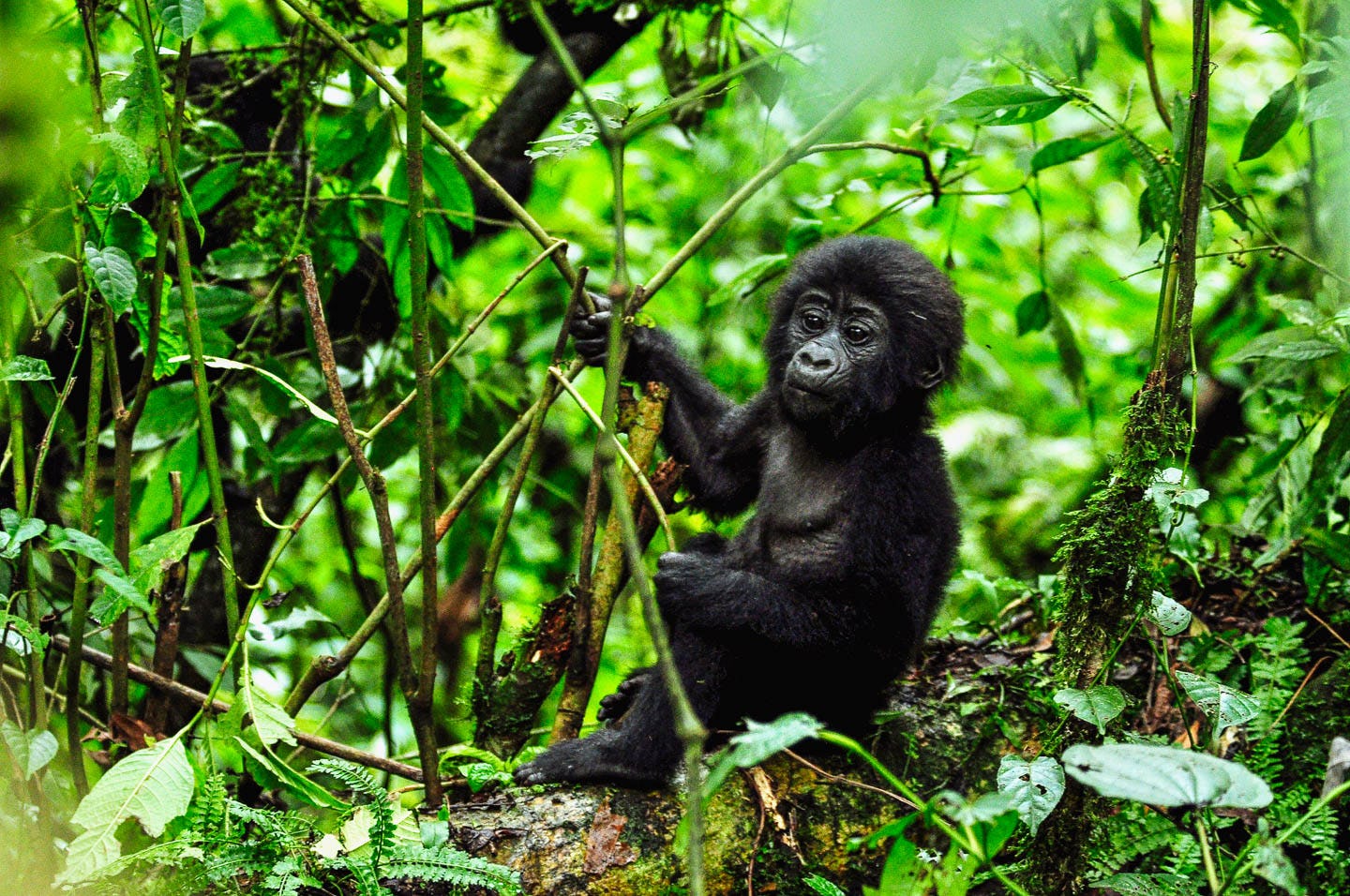 the story of africa s last mountain gorillas find them in rwanda