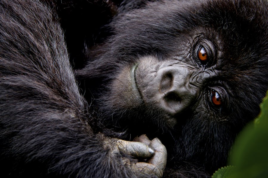 gorilla trekking best loges africa