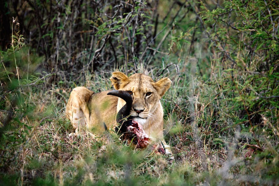 lion-kill-naboisho-camp-masai-mara-kenya