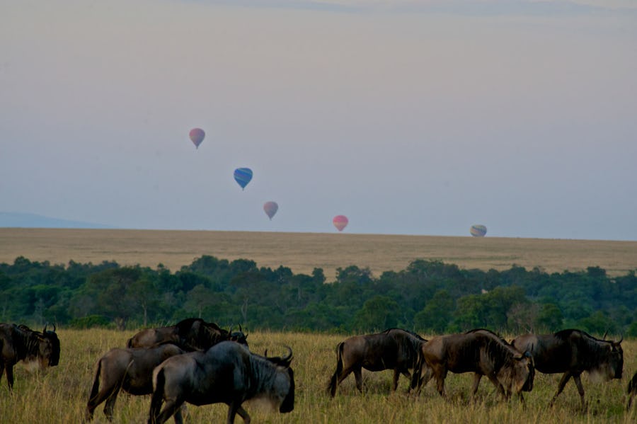 wildebeest-hot-air-balloon-mara-explorer-camp-masai-mara-kenya