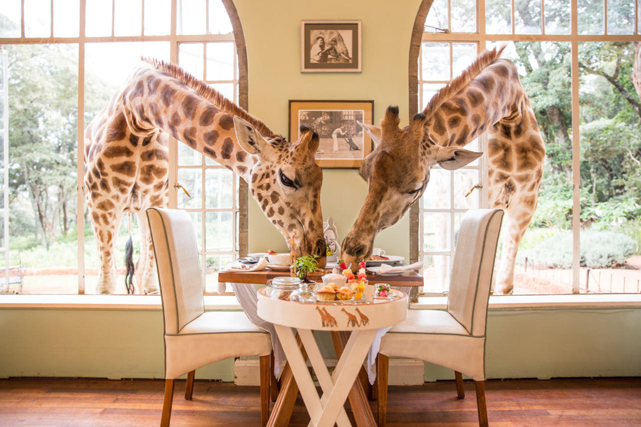 Foodie Safari Lodges   Brekfast With The Giraffes 1 