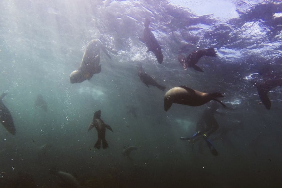 dive with seals cape town greatest adventures