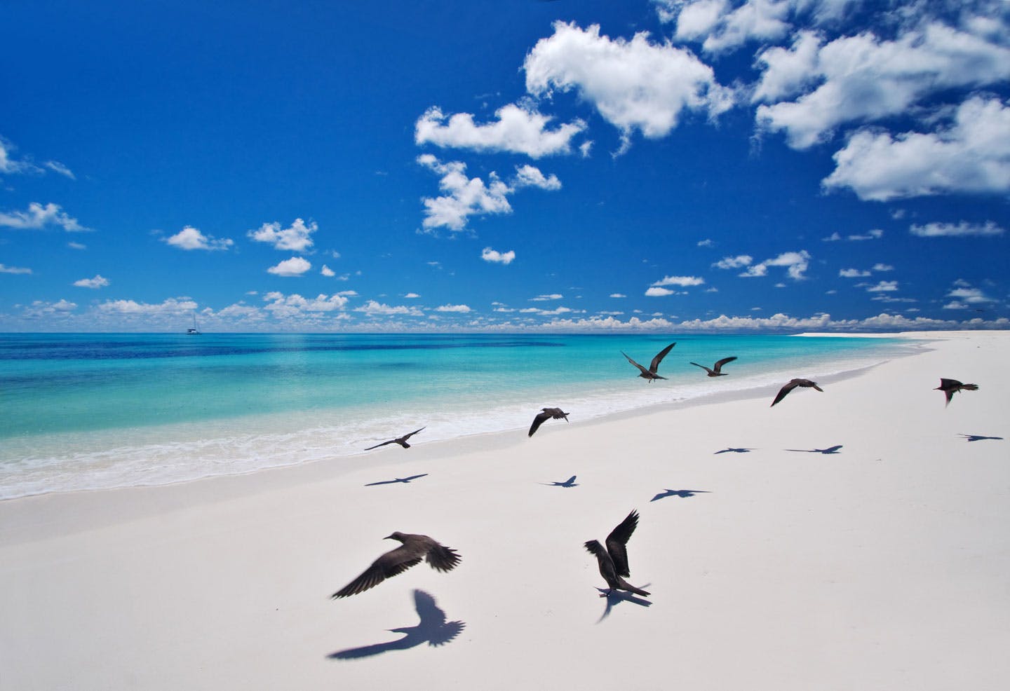west beach bird island mauritius