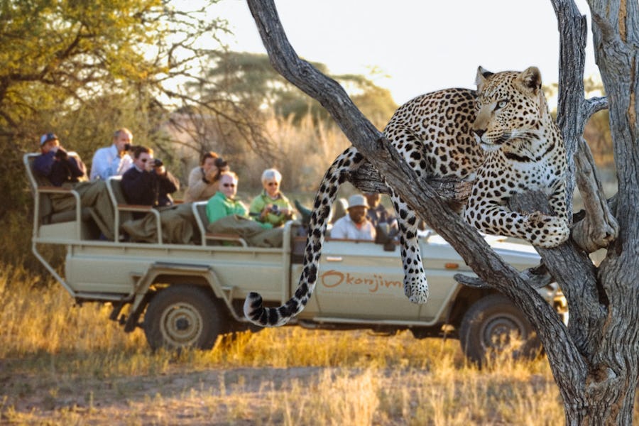 leopard namibia travel tips