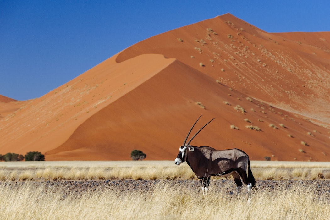 Oryx dune wilderness Namibia travel tips