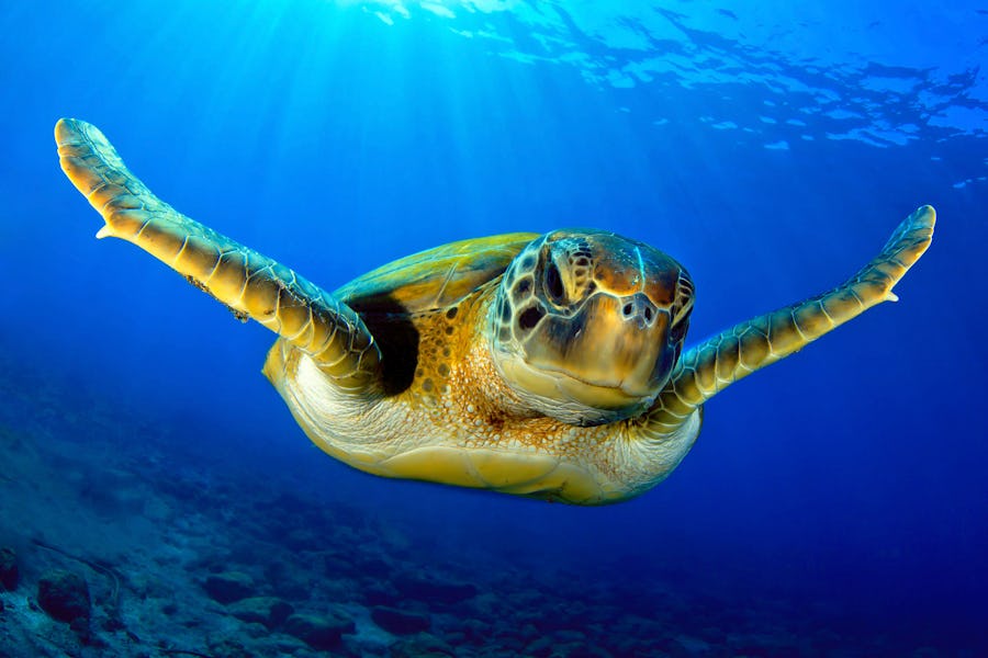 Green turtle oceans mozambique top diving spots in africa