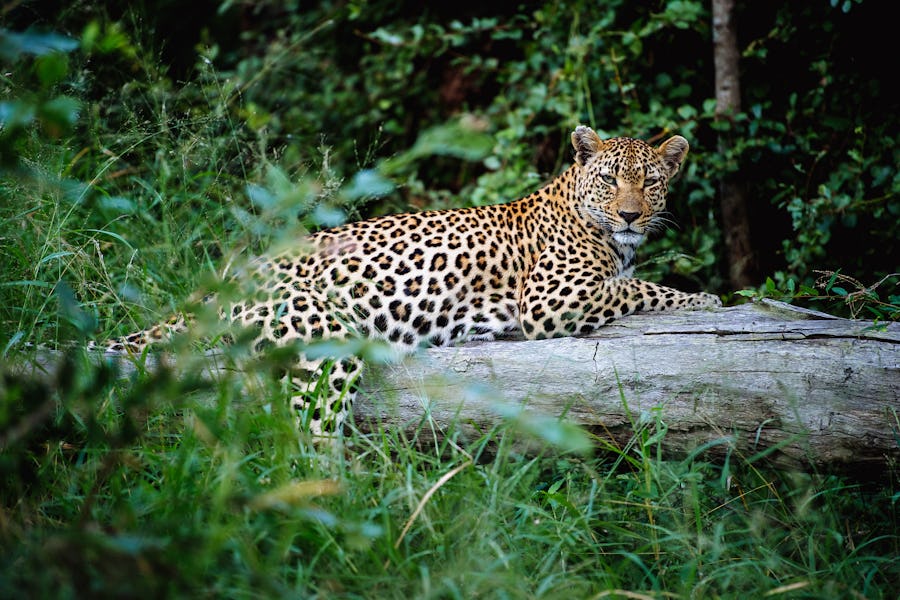 Leopard singita boulders kruger south africa best of bush and beach southern africa