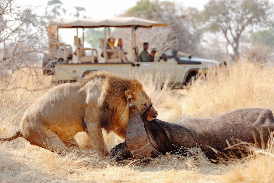 Tanzania ruaha ikuka safari Camp 