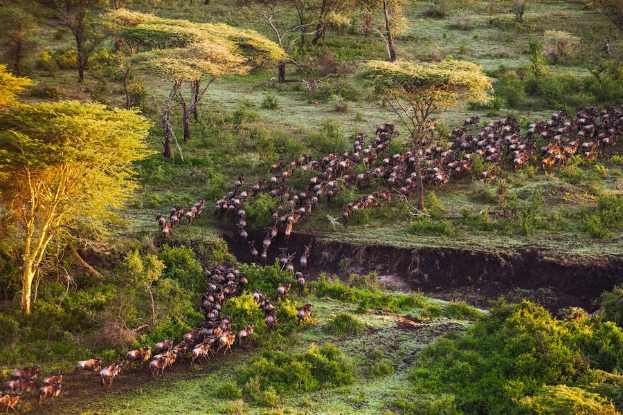 Great migration tanzania serengeti