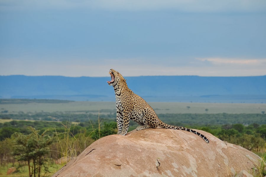 Tanzania Serengeti Olakira Camp