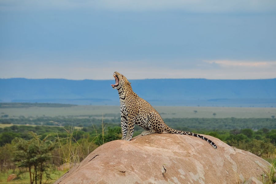 Tanzania Serengeti Olakira Camp 