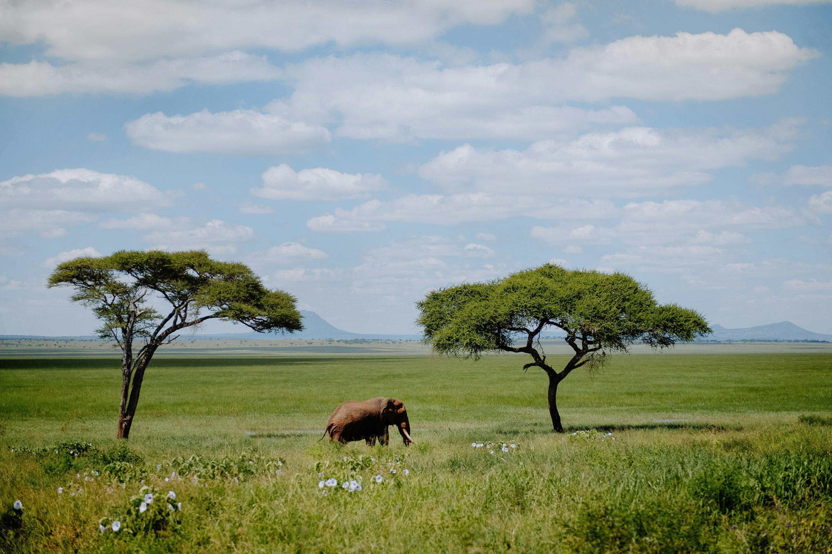Green season, Elephant, Tanzania