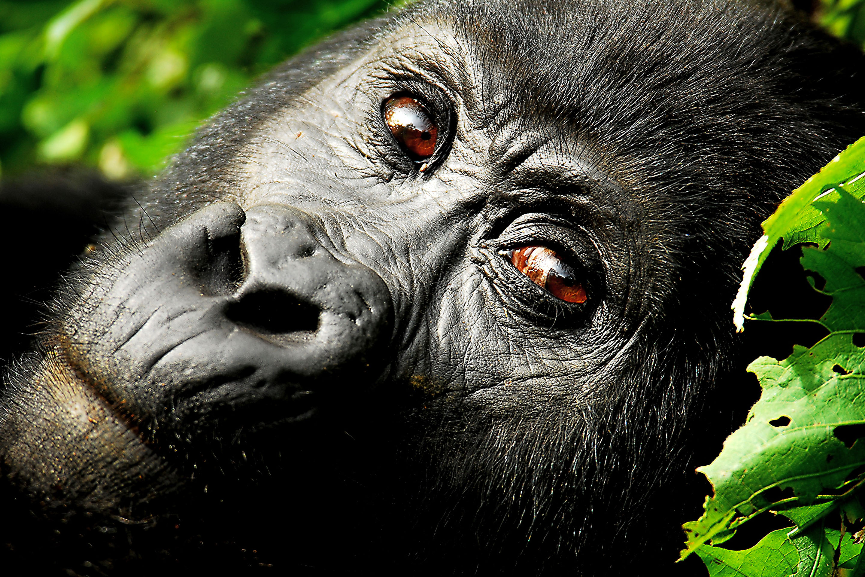 Gorilla Trekking in Bwindi, Uganda