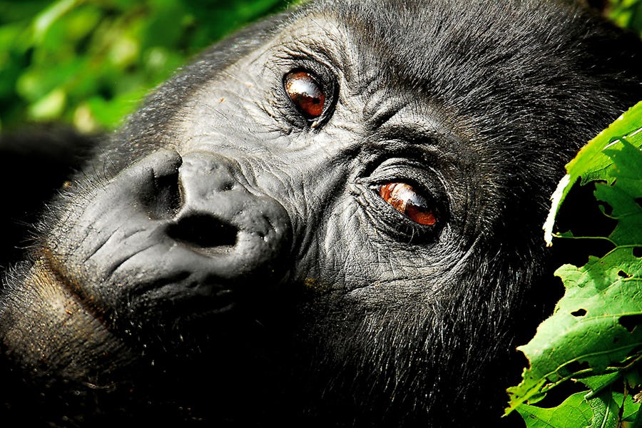Uganda; Bwindi Impenetrable Forest; Close-up of a gorilla