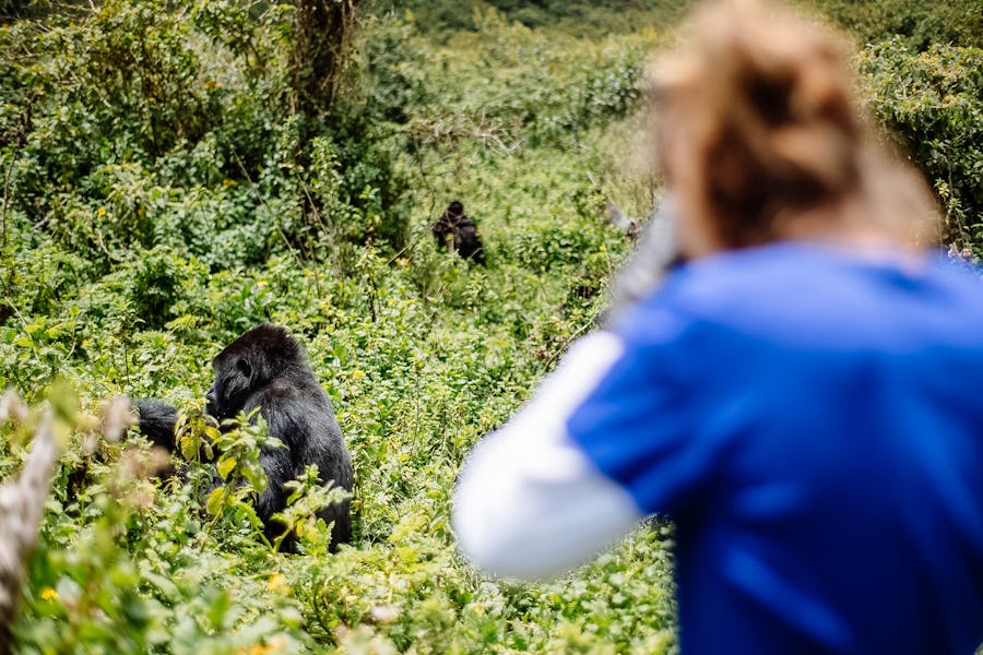 gorilla trekking, Africa