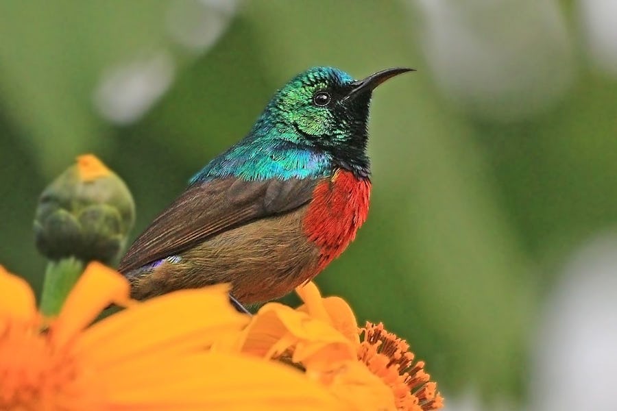 Nothern double collared sunbird, Bwindi