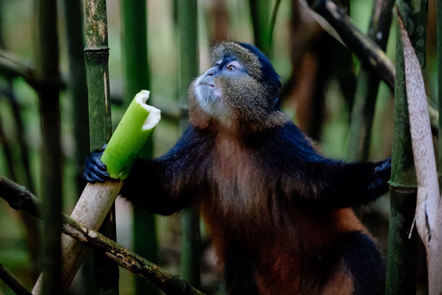 golden Monkeys, Rwanda 