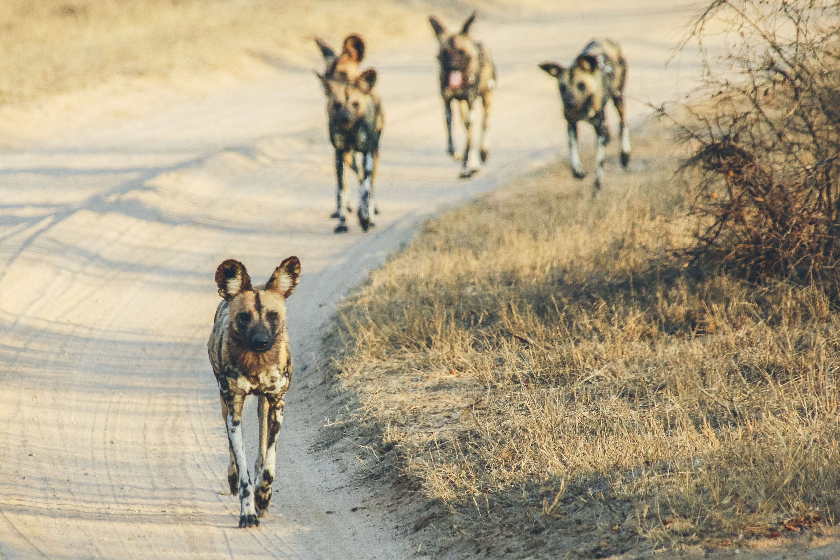 Wild dog introduced to Gorongosa
