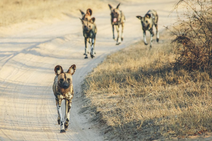 Wild Dogs Mfolozi Gorongosa Mozambique