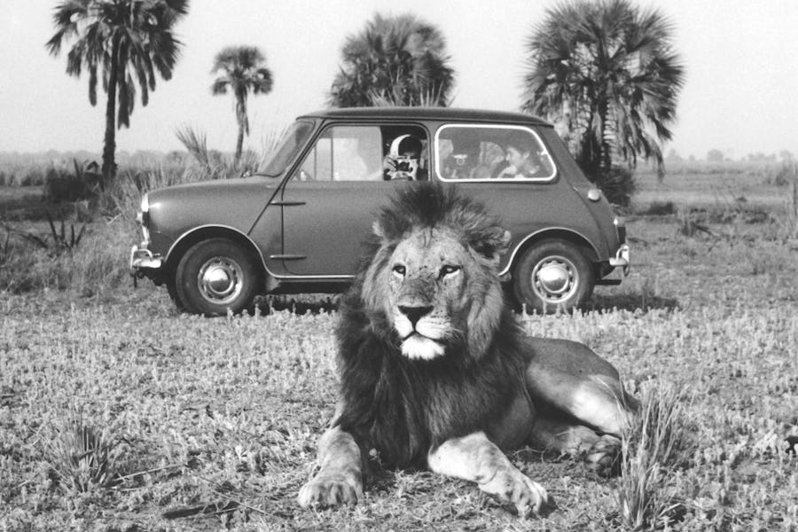 Gorongoza National Park 1960 Lion