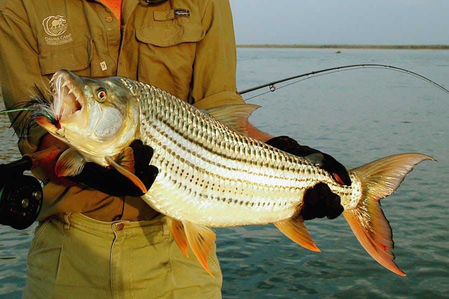 Tiger fishing Zambezi River - What to do in Zambia