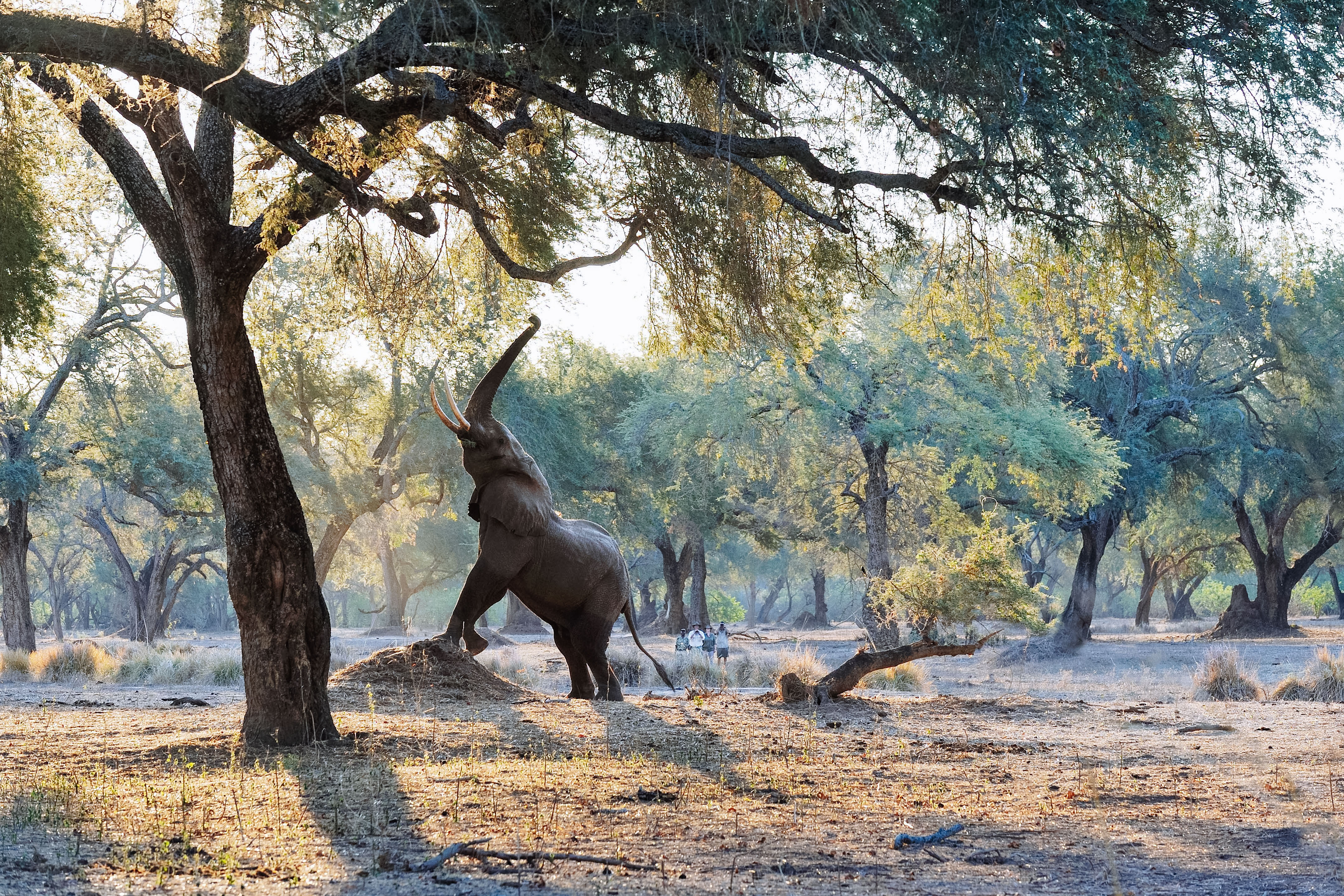 What to see on safari in Zambia