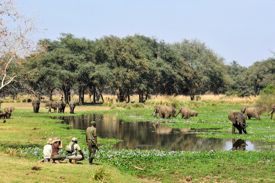 Elephant Old Mondoro Lower Zambezi - What to see in Zambia