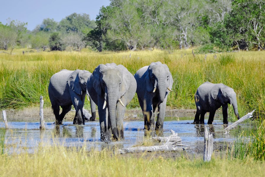 Elephants Okavango Top safari destinations to see the Big Five