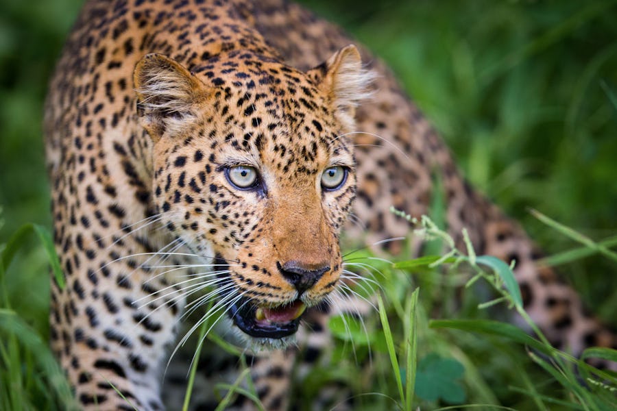 Leopard Mchenja Bush Camp South Luangwa - What to see in Zambia