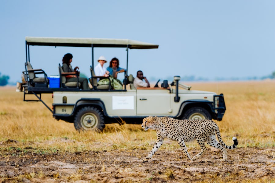 Cheetah Kafue National Park Shumba Busanga - What to see in Zambia