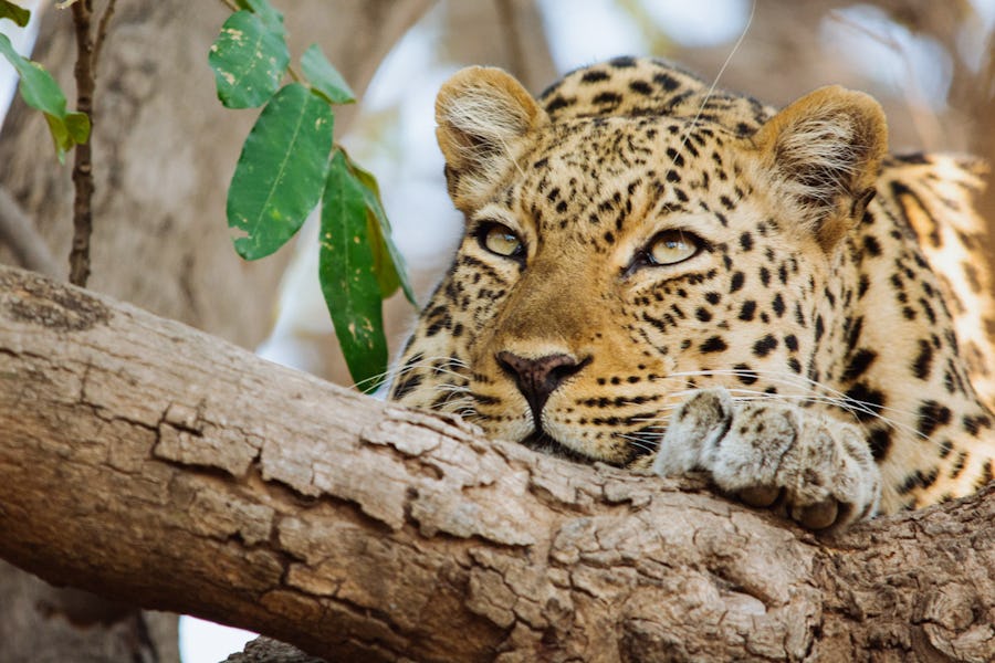South Luangwa leopard Top safari destinations to see the Big Five