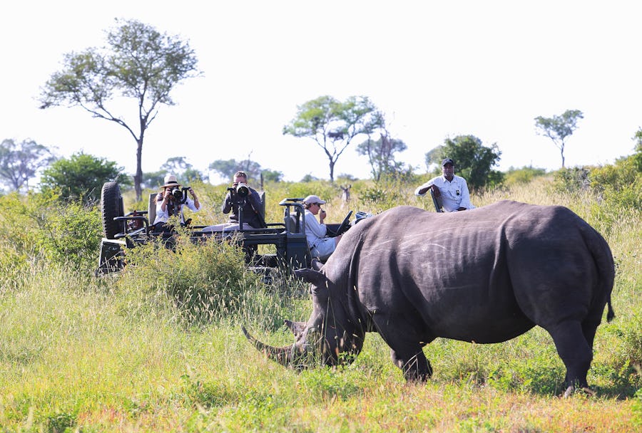 Rhino Kruger Top safari destinations to see the Big Five