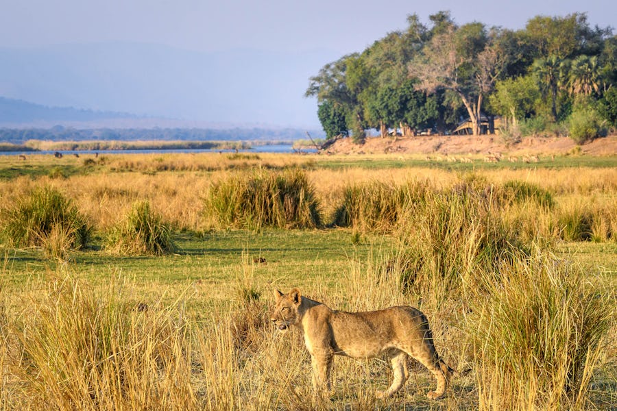 Ruckomechi Lion Mana Pools Top safari destinations to see the Big Five