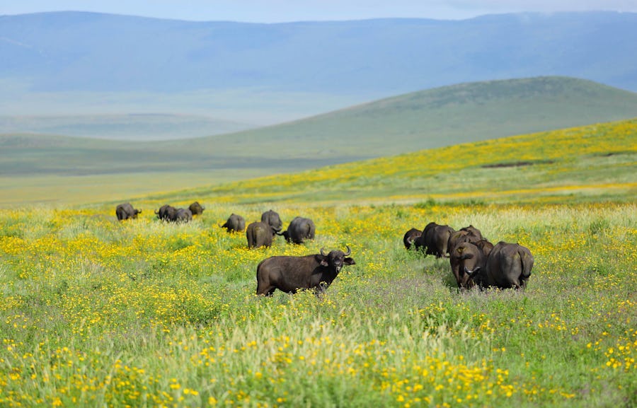The Highlands Buffalo Ngorongoro Top safari destinations to see the Big Five