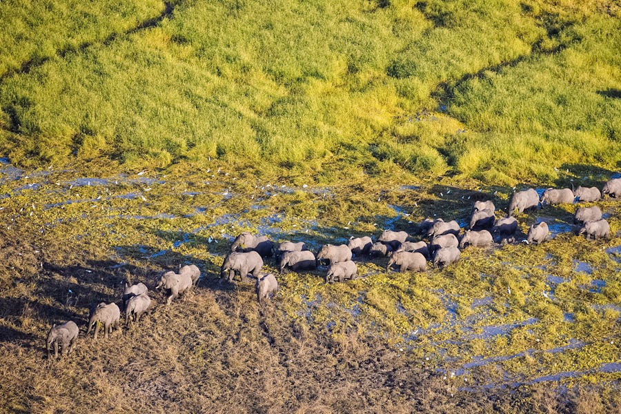 Elephants in Zakouma World Ranger Day