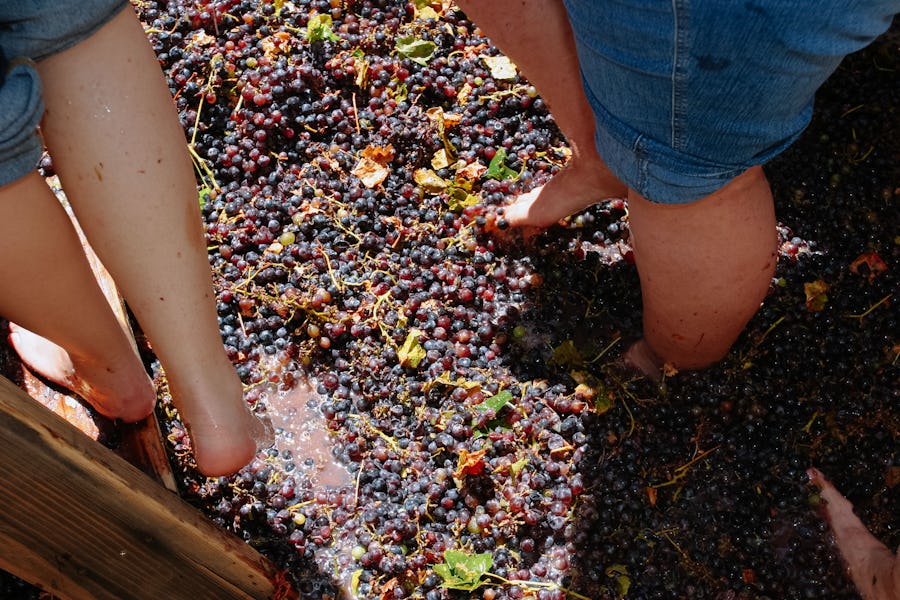 Grape Stomping at Mont Rochelle - Family activities in the Cape Winelands