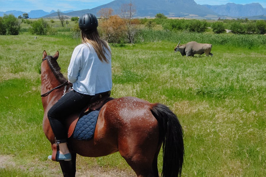 Pete's Adventure Farm - Family activities in the Cape Winelands